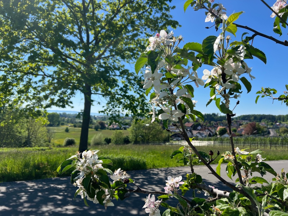Blühende Obstbäume und viel Grün.