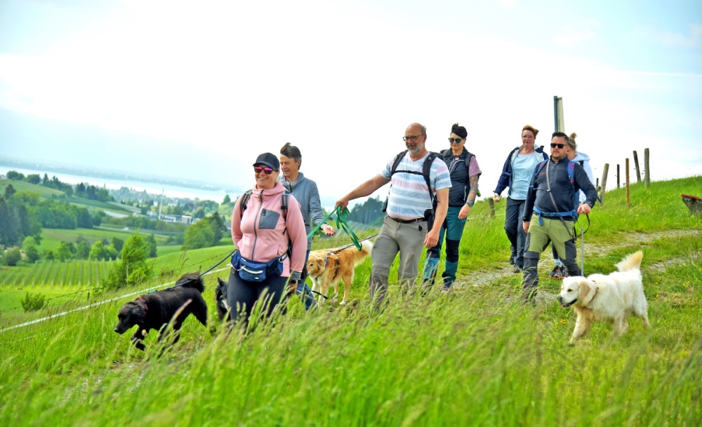 Mehrere Menschen und zwei Hunde laufen über eine grüne Wiese.