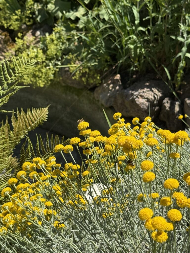 Ein Strauch gelber Blumen. Zwei Bienen fliegen von Blüte zu Blüte.