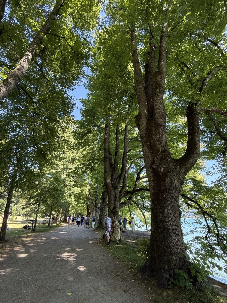 Eine von alten Lindenbäumen gesäumte Allee. Auf der rechten Seite blitz der Bodensee zwischen den Blättern und Stämmen hervor. Ein Gruppe von Menschen läuft den Weg entlang.