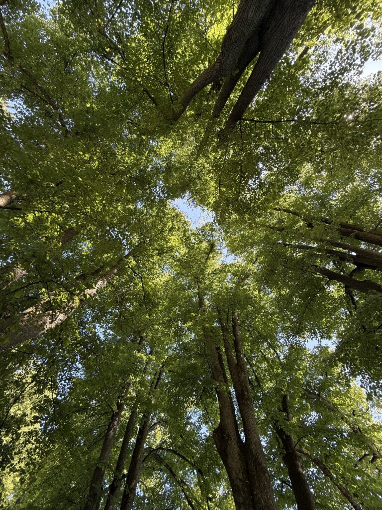 Blick vom Boden in die Baumkronen von Lindenbäumen, die wie ein Gewölbe-Dom ein Blätterdach am Himmel formen.