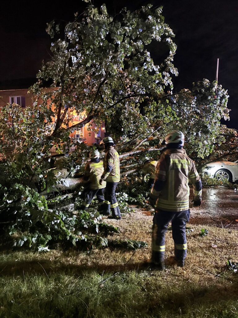 Feuerwehrmänner stehen an einem großen Baum.