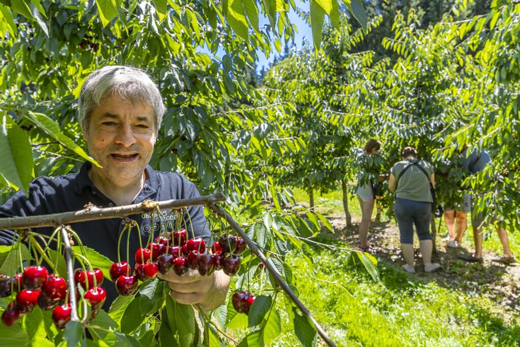 Ein Obstfeld mit Kirschbäumen. Im Vordergrund ein Bauer bei einem Zweig Kirschen. Im Hintergrund erntende Helferinnen und Helfer.