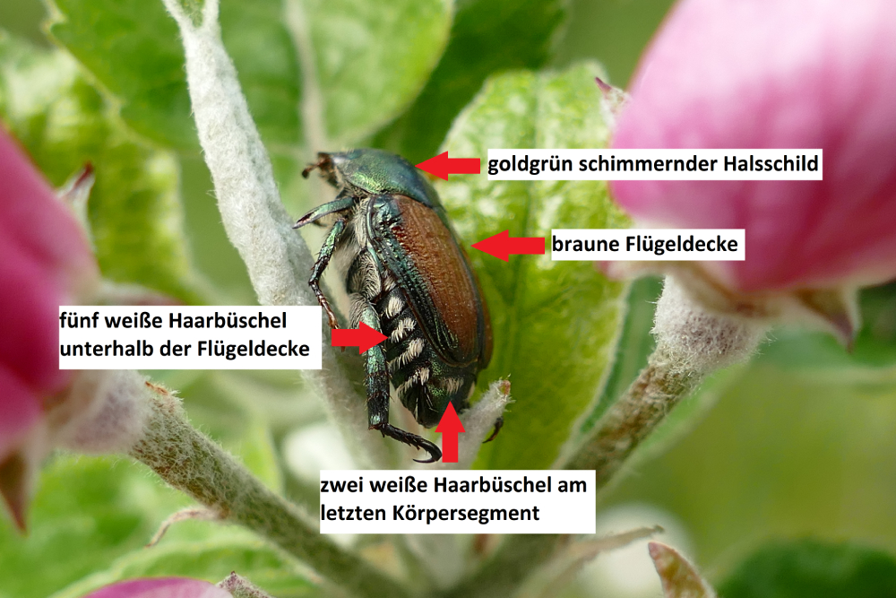 Ein Käfer mit einer Grafik.