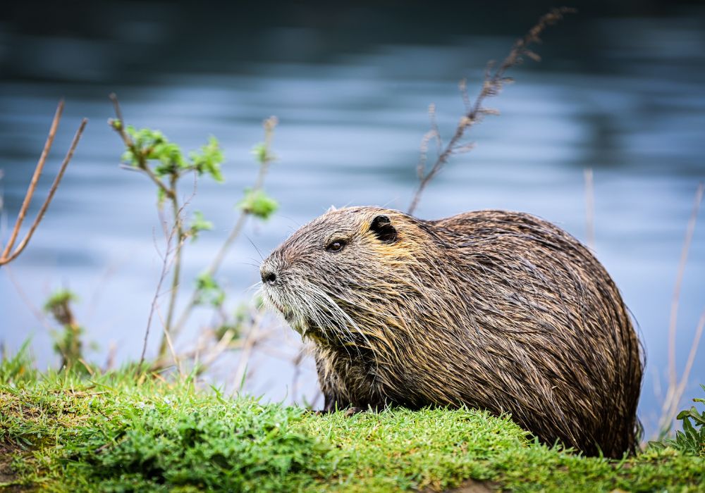 Ein Biber auf grünem Moos vor blauem Wasser.