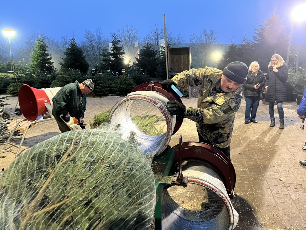 Christbäume werden verpackt